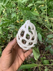Clathrus roseovolvatus