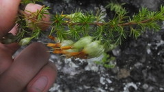 Erica intermedia intermedia