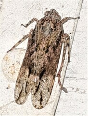 Erilla turneri