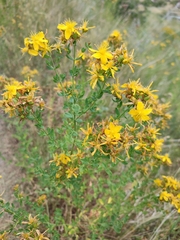 Hypericum perforatum perforatum