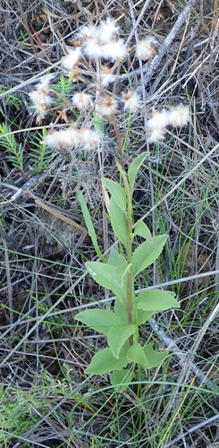 Image of Senecio crenatus by (c) Nicola van Berkel, some rights reserved (CC BY-SA)