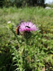 Chrysanthia geniculata