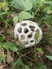 Clathrus roseovolvatus