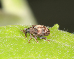 Tachyerges ephippiatus
