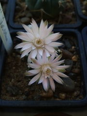 Gymnocalycium
