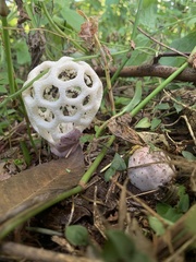 Clathrus roseovolvatus