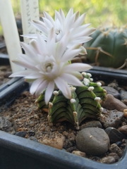 Gymnocalycium