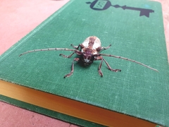 Prosopocera lactator