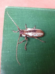 Prosopocera lactator