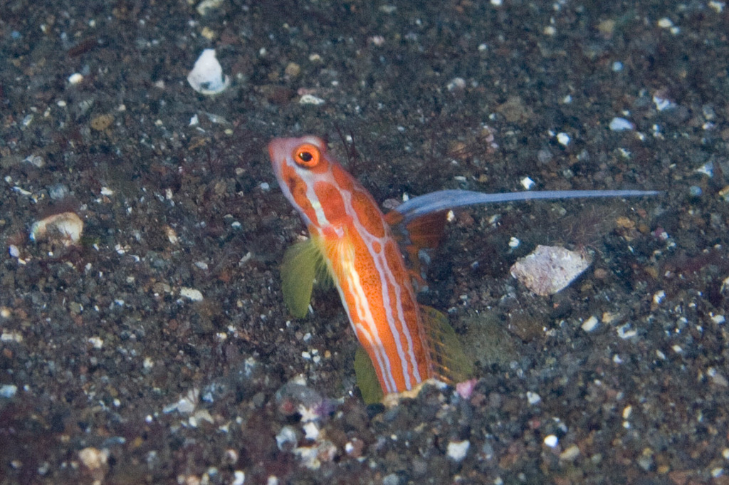 Yasha goby (Stonogobiops yasha) — Gobiidae