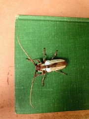 Prosopocera lactator