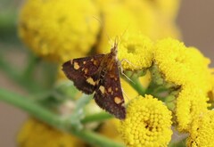 Pyrausta aurata