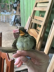 Rhynchocyclus olivaceus