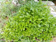 Lonicera alpigena