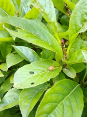 Lonicera alpigena