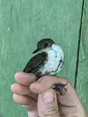 Microcerculus marginatus