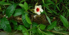 Mandevilla hirsuta