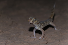 Teratoscincus bedriagai