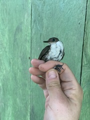 Microcerculus marginatus