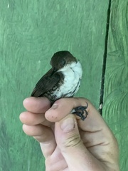 Microcerculus marginatus