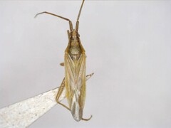Stenodema virens