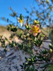 Roepera sessilifolia