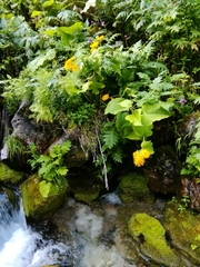 Doronicum austriacum