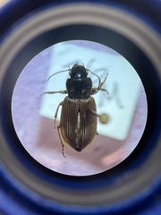 Anisodactylini