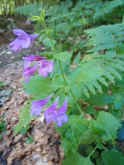 Clinopodium grandiflorum