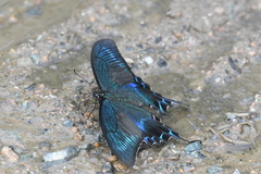 Papilio maackii