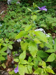 Clinopodium grandiflorum