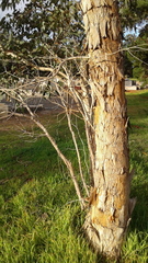 Eucalyptus fasciculosa