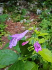 Clinopodium grandiflorum