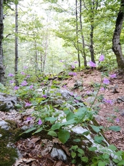 Clinopodium grandiflorum