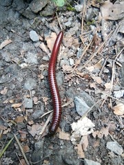 Pachyiulus hungaricus