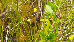 Xyris montana