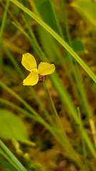 Xyris montana