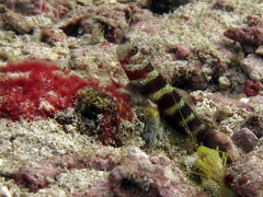 Amblyeleotris wheeleri