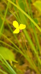 Xyris montana