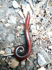 Pachyiulus hungaricus