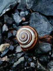 Pseudotrizona inflata