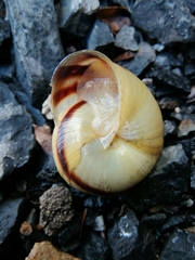 Pseudotrizona inflata