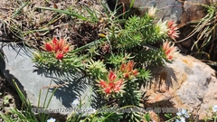 Rhodiola dumulosa