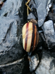 Pseudotrizona inflata