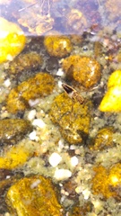 Anisops ogasawarensis