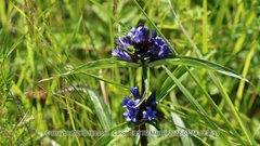 Gentiana dahurica