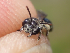 Andrena nitidiuscula
