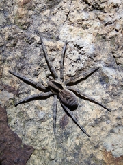 Lycosa praegrandis