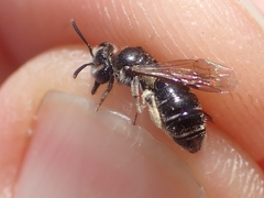 Andrena nitidiuscula