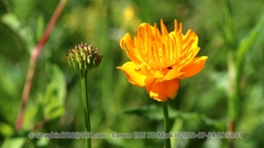Trollius chinensis